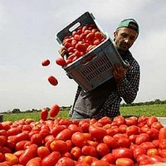 Illegalità in agricoltura, lettera della Coldiretti Puglia ai Prefetti