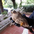 Rinvenuto un gheppio ferito dalle Guardie Federiciane