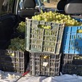 Stagione dell'uva alle porte, ma già segnata dai furti nelle campagne