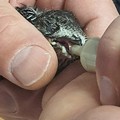 Una piccola rondine salvata da un cittadino che l'ha raccolta per strada