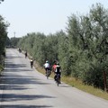 E' on-line il nuovo sito internet del Parco Nazionale dell'Alta Murgia