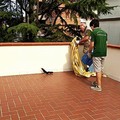 Uno scoiattolo sulla veranda: scatta l'SOS. Intervento dei Federiciani in viale Gramsci