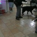 Polizia di Stato, ad Andria sequestro di marijuana in una sala slot
