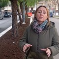 In via Aldo Moro lavori per il nuovo spartitraffico, mattonata divelta da radici