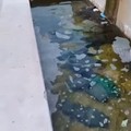 Andria, la fontana di Largo Grotte scambiata per un lavatoio: diversi capi di abbigliamento abbandonati nell'acqua