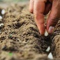Don Ettore Lestingi: “Per fare l’albero ci vuole il seme...”