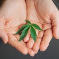 Semi femminizzati e semi regolari: qual è la differenza?