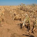 Siccità: "la Regione approvi la declaratoria sullo stato di calamità naturale "