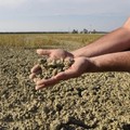 Frutta e verdura pronte per la raccolta ma bruciate dal sole cocente