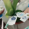 Il  "Gambero Rosso” segnala la burrata dei “Fratelli Simone”  tra i migliori formaggi freschi d’Italia