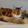 Smarrita una gattina di 15 mesi nei pressi di via Jacopone da Todi, zona Via Boccaccio – Via Don Sturzo