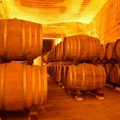 Due cantine di Andria partecipano a "Cantine aperte a San Martino in Puglia "
