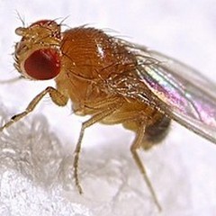 Sperimentazione animale: questo sconosciuto (parte III)