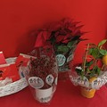 Tornano anche ad Andria le Stelle di Natale dell'AIL