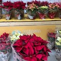 Stelle di Natale: Coldiretti Puglia, le ‘bellissime’ protagoniste in 7 case su 10 per festività 2025