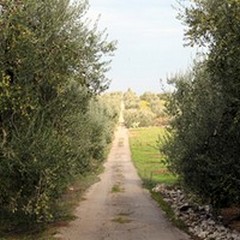 Dalla Puglia al mondo, il viaggio dei prodotti locali