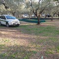 Campagna olivicola: primo bilancio, decina di furti sventati e recuperati oltre 50 quintali di olive