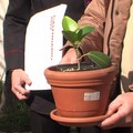 L’Albero Falcone ha dei "figli " anche ad Andria, arriva la talea alla Vittorio Emanuele III