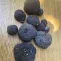 Tartufo, una risorsa per Alta Murgia. Al via progetto di ricerca per la valorizzazione