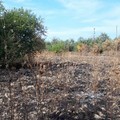 Consumo della terra: cementificazione, fotovoltaico selvaggio e cambiamenti climatici minacciano la produzione agricola