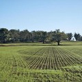 Oltre 70 gli ettari di proprietà Ismea disponibili in Puglia: uno di questi è nella Bat