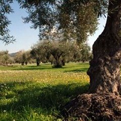 Una APP per censire gli Ulivi Monumentali di Puglia