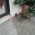 Avvistati topi in via Cavallotti
