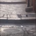 Grossi topi passeggiano nel centro storico: i residenti chiedono interventi tempestivi