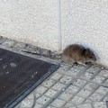 Un’invasione di roditori fa tremare la zona PIP di Andria
