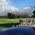 Agricoltura: tra volatili e cinghiali aumentano i danni alle coltivazioni