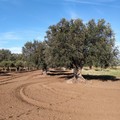 Olivicoltura: con "Agrodriver " un consulente da campo per chi vuole innovare