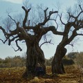 Xylella, misure obbligatorie di contrasto alla diffusione del vettore: “Comuni, Province ed enti facciano la loro parte”