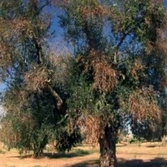 La "Xylella Fastidiosa " non è sugli ulivi delle campagne andriesi