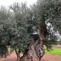 Si allunga l'elenco degli ulivi monumentali censiti in Puglia