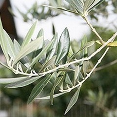 Xylella in Puglia, Gentile: «Emergenza Europea»