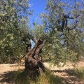 Puglia, terra di ulivi e storie antiche: "la Xylella spezza i rami del nostro futuro "
