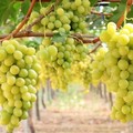 Uva da tavola, quantità in aumento ma prezzi in calo