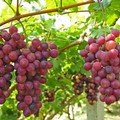 Vacanze: frutta con effetto relax contro lo stress da rientro. Uva al top dei cibi anti ansia