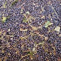 In Puglia è emergenza per la crisi del vino: troppe giacenze in cantina