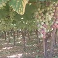 Vino: "inaccettabile gioco al ribasso sui prezzi delle uve "