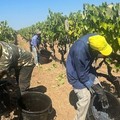 Al via in Puglia la vendemmia delle uve, in aumento del 20%, anche per effetto delle temperature sopra la media