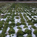 Gelo e neve in Puglia, Coldiretti: danni per decine di milioni di euro