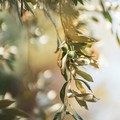 Due nuove giornate divulgative per conoscere l'olio