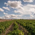 In Puglia raddoppia in 10 anni il vigneto bio con 4.420 operatori
