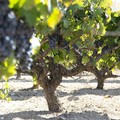 Export da record per l'uva da tavola, il 60% è delle vigne pugliesi