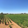 Tre aziende di Andria parteciperanno a "Cantine aperte in Vendemmia "