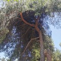 Taglio di 100 alberi per la pineta comunale: "Maggiore considerazione per il verde pubblico cittadino "