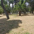 Villa comunale trascurata: lì dove c'era l'erba ora c'è....tanto secco!
