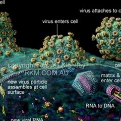 Curata l'AIDS nelle scimmie