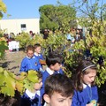 A scuola si vendemmia, è festa nell'IC Jannuzzi-Di Donna
